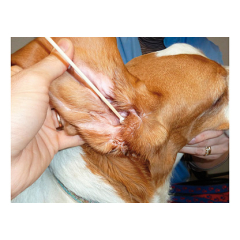 Bamboo Sticks, XL - Wattestäbchen für Hundeohren, 50er Pack